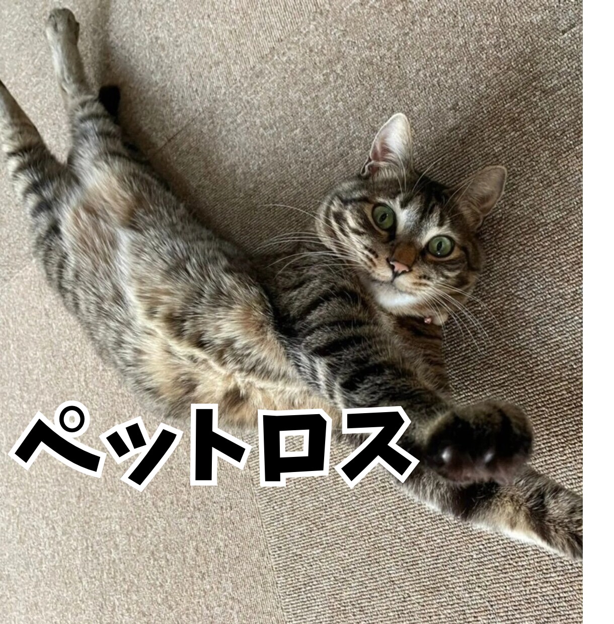 虹を渡った愛犬猫の思い出・寂しさ・辛さお聞きします 病気の犬猫の医療・入院・看取り・大変さ、母が寄り添います！ イメージ1