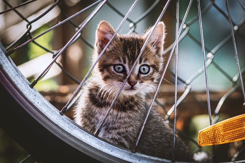 猫被ってることに疲れた貴方へ…その仮面剥がせます 毎日ヘトヘトで溜まっている愚痴や不満なんかを吐き出して下さい イメージ9