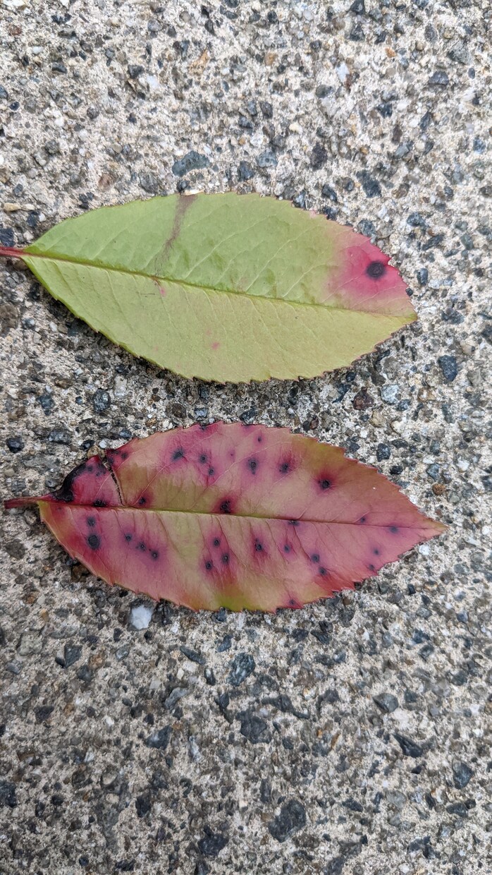 写真で判別！病害虫診断します 岐阜県で多数の治療実績！庭木の病害虫診断 イメージ2