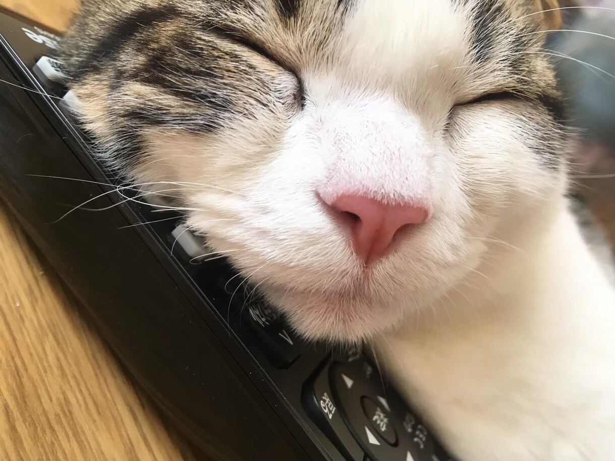 猫ちゃんの写真・動画売ります 白いチンチラの猫とブチのスコティッシュ猫 イメージ6
