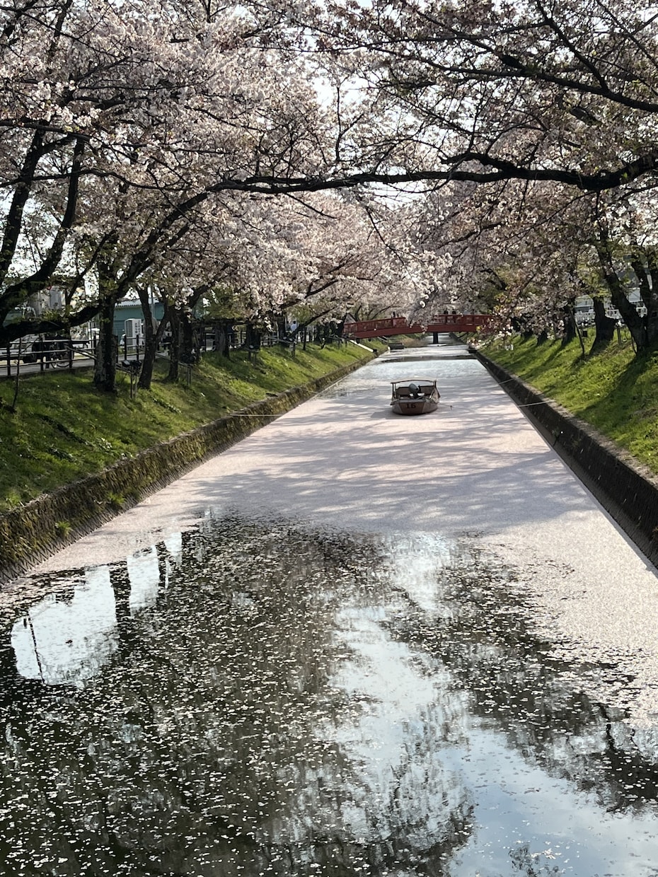 春の写真素材提供します 主に春を感じられる花々の写真を提供します イメージ3