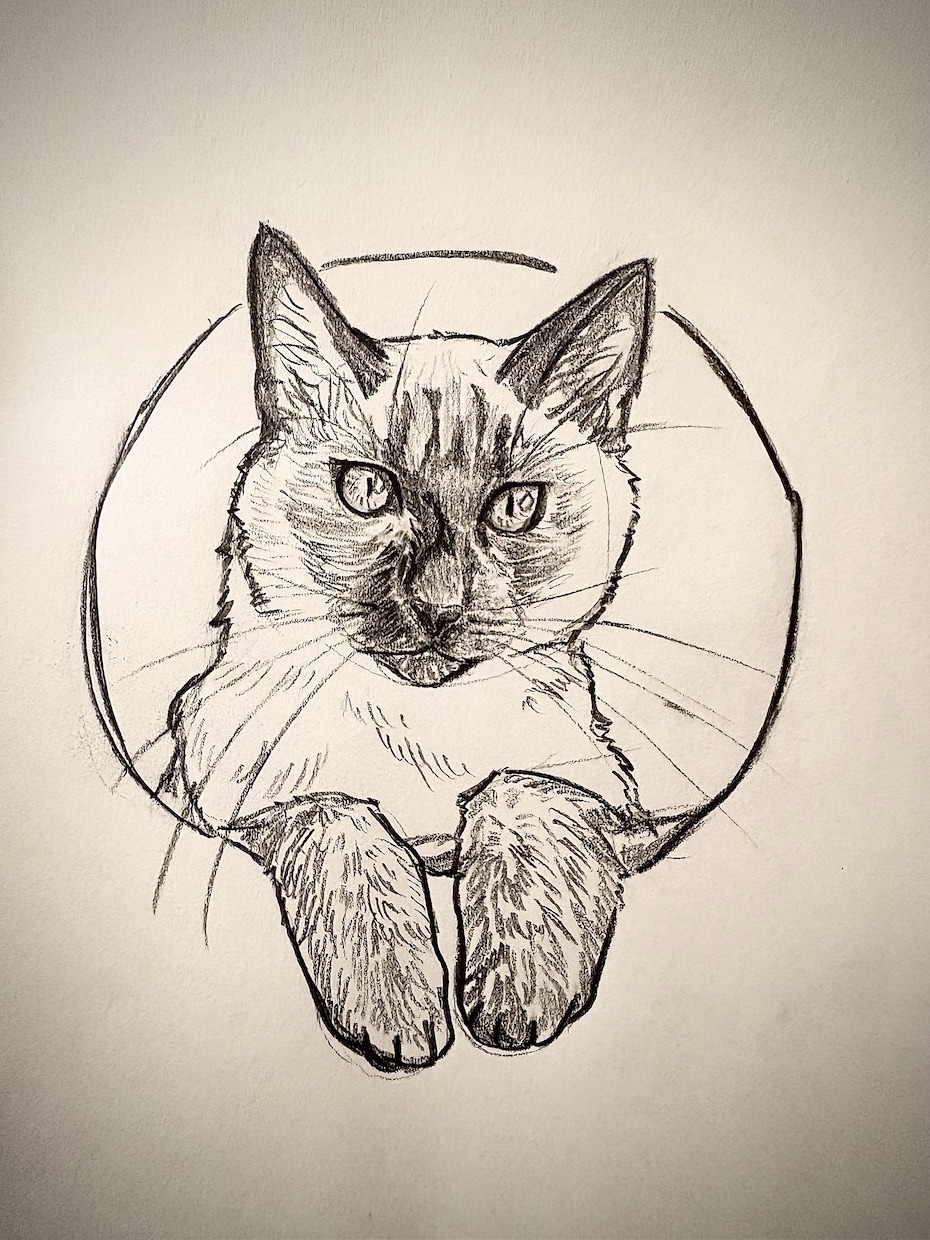 猫ちゃんのイラスト描きます 写真があればどんな猫ちゃんも描きます✏️ イメージ3