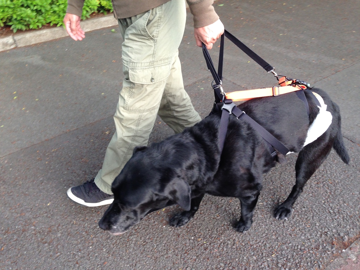 中型の老犬・障害犬の介護ハーネスを製作します 立ち上がり補助や歩行介助の初期から、終末期ケアまで使えます イメージ8