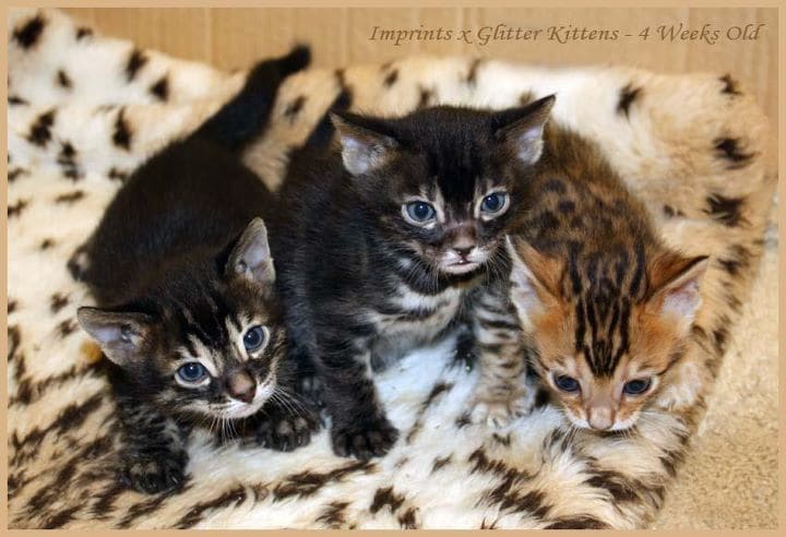 3日間無制限！専門家が猫ちゃんの出産サポートします 妊娠中の猫ちゃんから出産時、育児中の猫ちゃんまで イメージ3