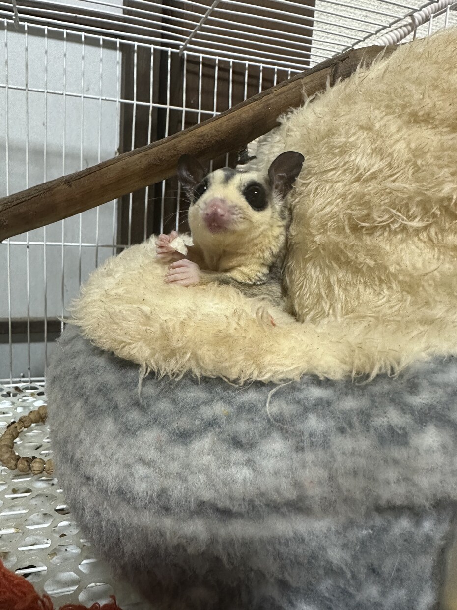心休まる三毛猫屋。悩みをゆるりとお聴きします 心の悩み・ペット（資格有)・美文字のコツ何でもお話しください イメージ3