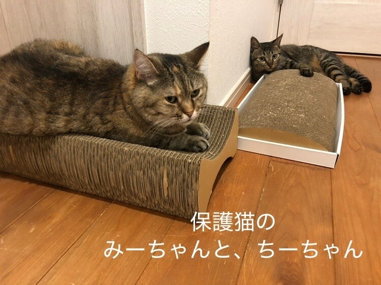 あなたの心に寄り添いながら、現実的な解決へ導きます 家族や友人に話せないお悩みも、お気軽にご相談くださいね⭐︎ イメージ3