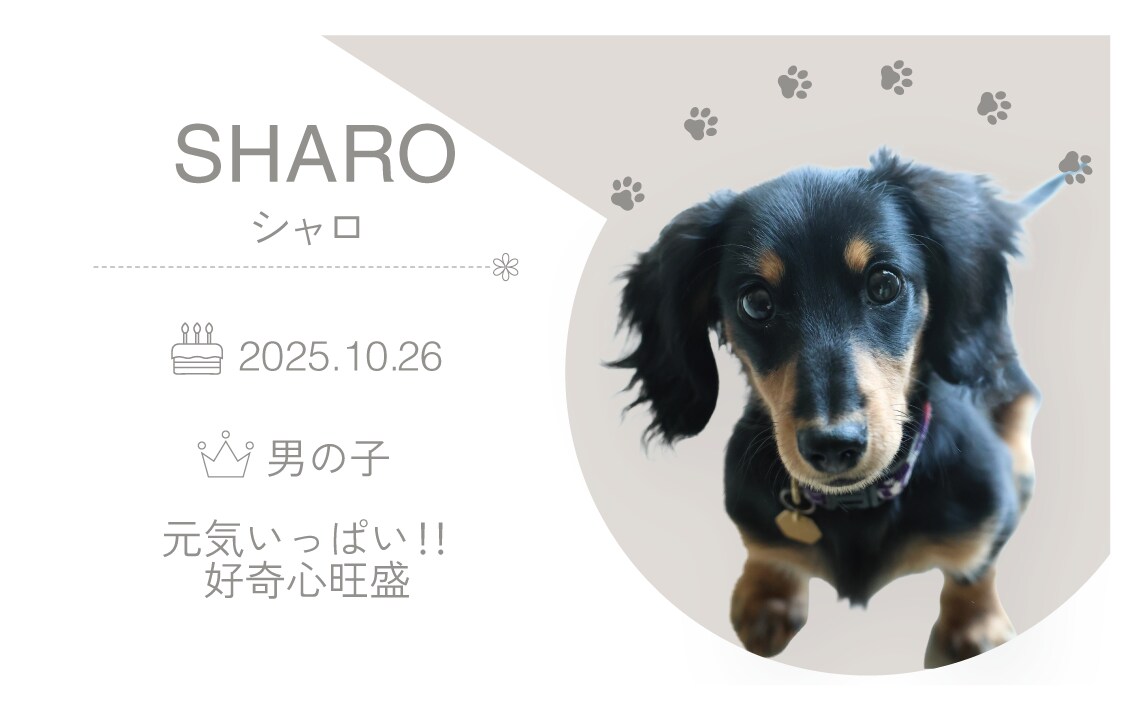 わんちゃんのオリジナル名刺を作成します お写真に合わせてかわいく印象に残るデザインに仕上げます♡ イメージ2