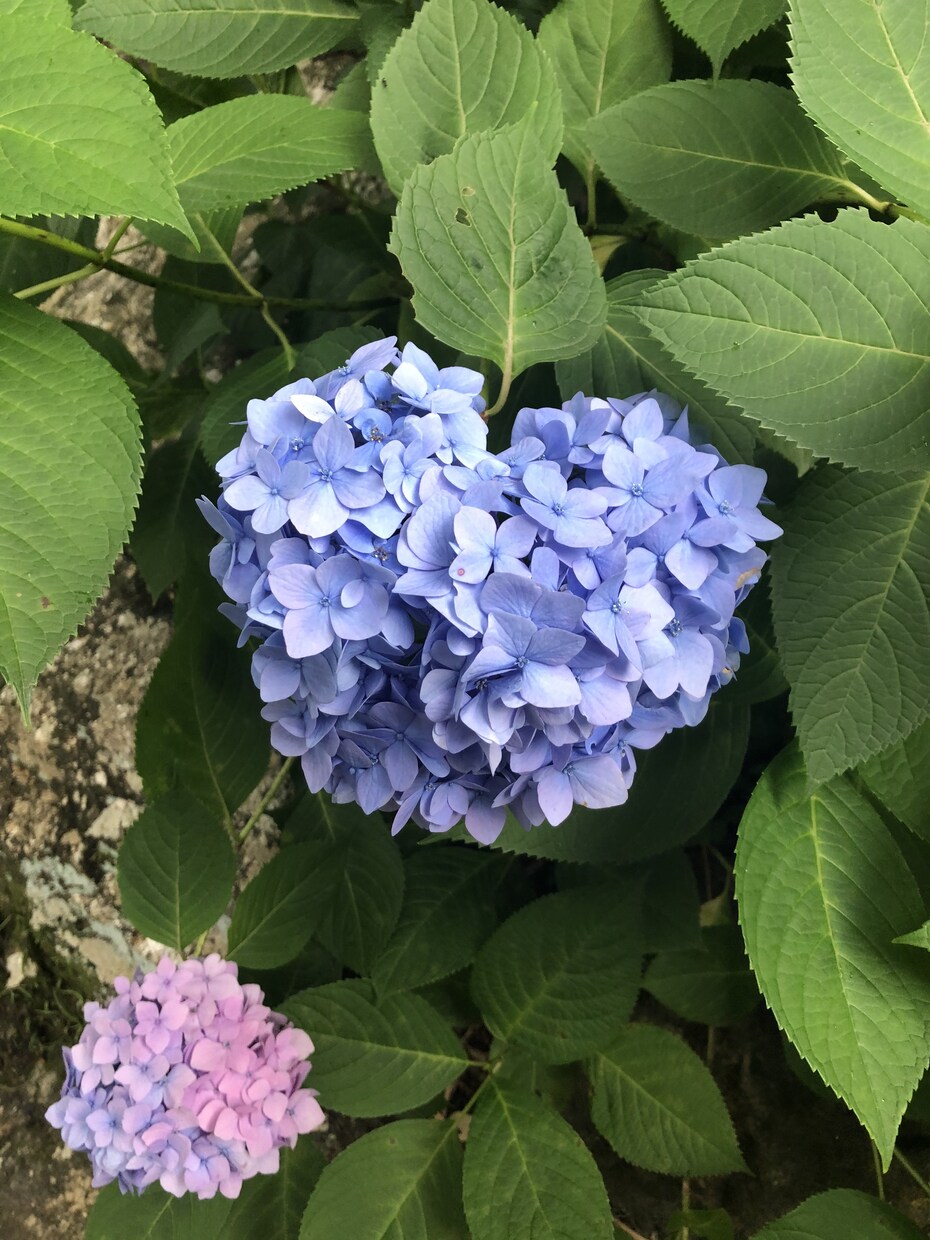 摂食障害やうつの悩み、お話聞きます 一人で頑張りすぎていませんか？？ イメージ1