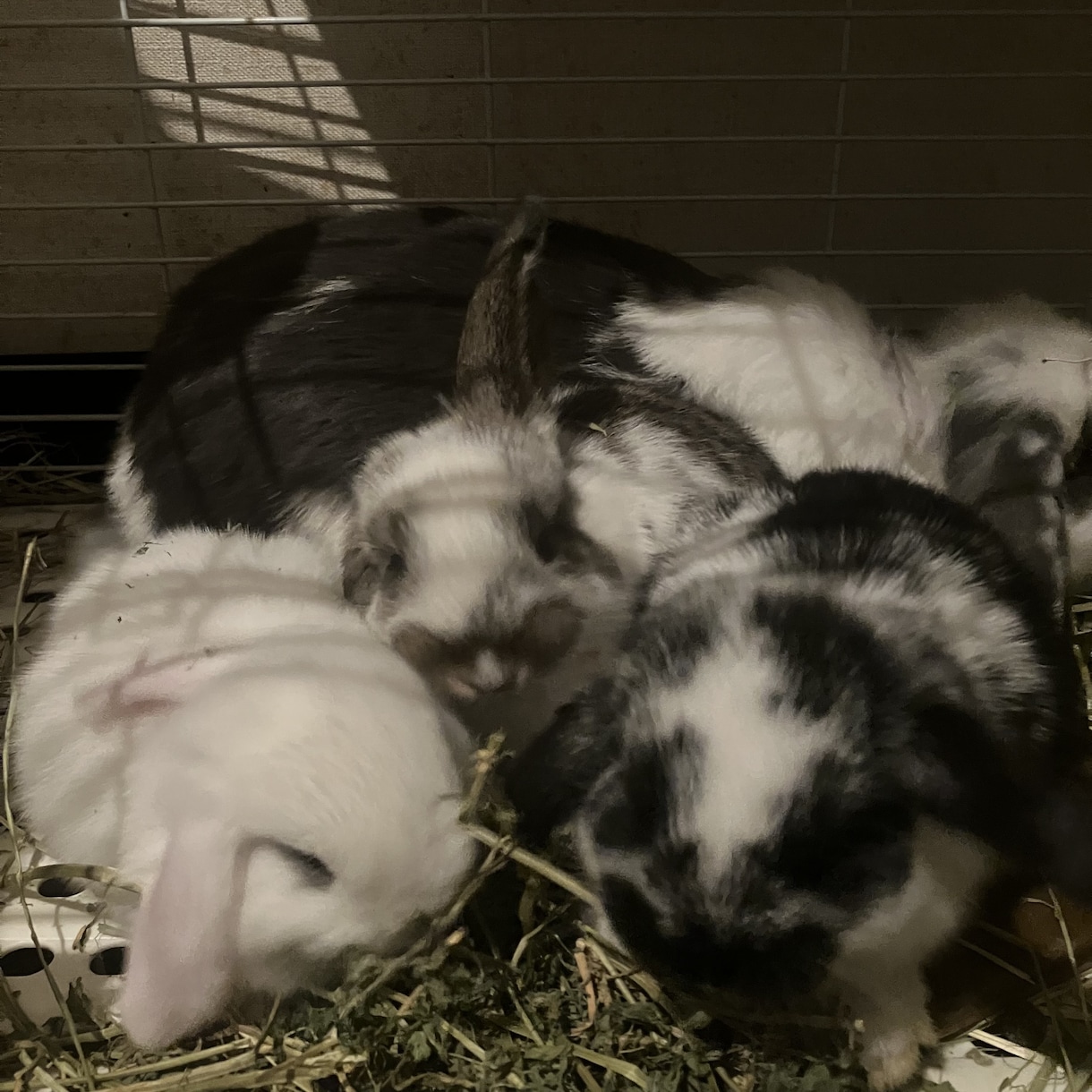 ペットショップ店員がペットのお悩み解決します 多くの動物の飼育経験をもつペットショップ店員が親身に対応 イメージ1