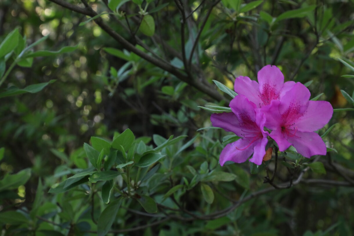 ツツジの写真あります 去年の5月に撮影した、公園に咲く花の写真です。 イメージ5