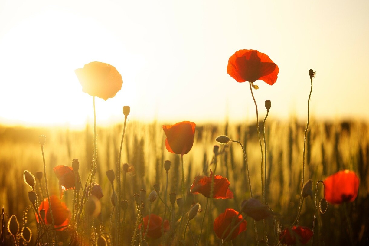 共感と解決、あなたの心とともに歩みます 共感から始まる、あなたの解決の手引き イメージ8