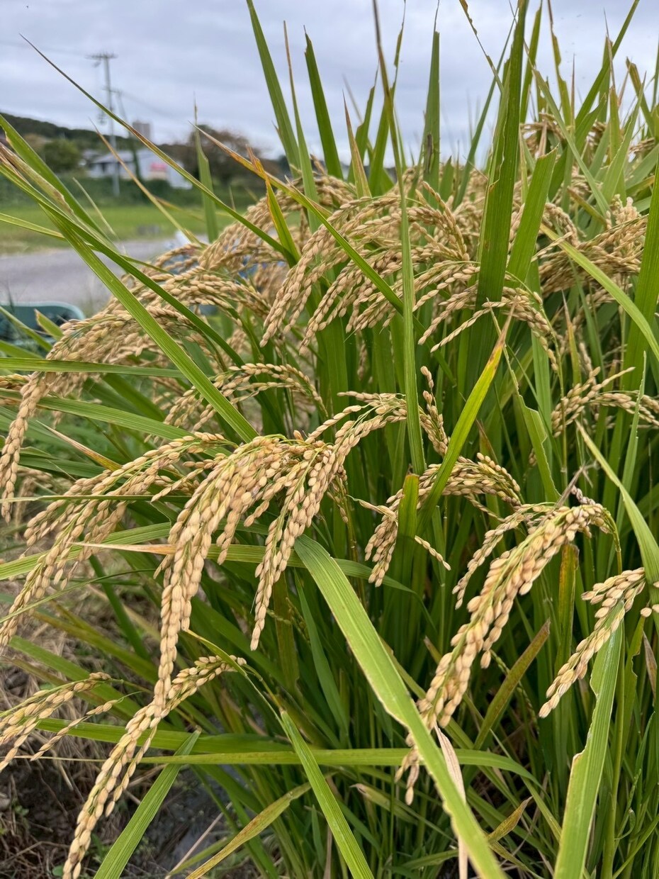 家庭菜園の花壇作りから有機栽培のアドバイスします 新米有機栽培農家ですが、皆さんで庭に「ボタジェ」をりましょう イメージ1