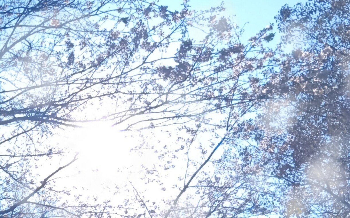 人間より長寿の❀桜の樹その精霊に貴方の幸せ聴きます 万物の一部である貴方♥桜の木からのメッセージ聴いてみませんか イメージ9