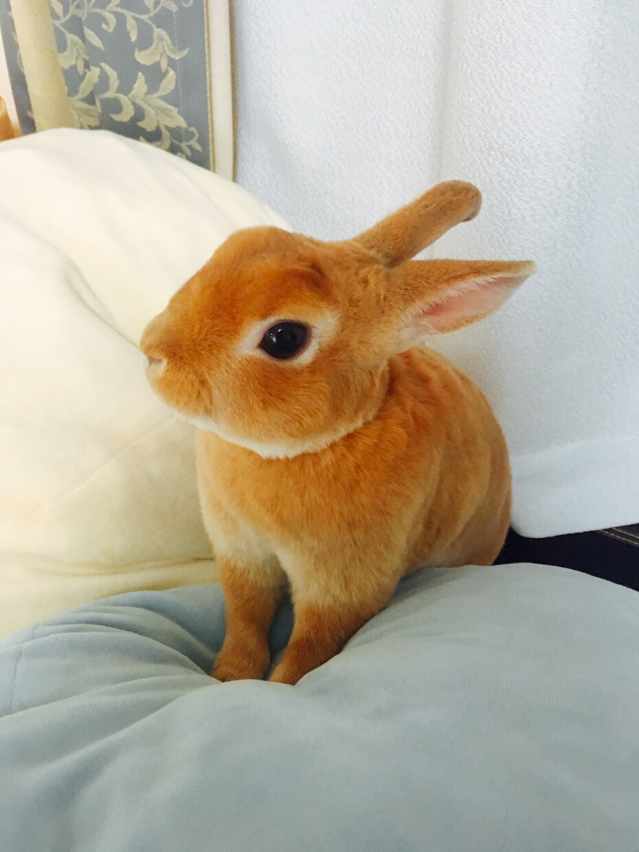 愛うさぎと仲良くなる方法を教えます 問題行動が少なく、表情豊かになります イメージ5