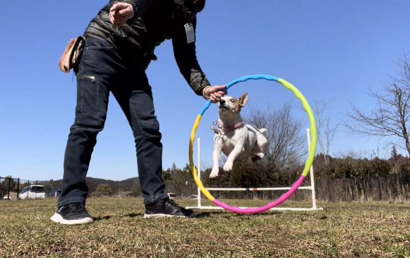 愛犬専用のしつけ・トレーニングアドバイス作成します ヒアリングを元に現役ドッグトレーナーが、アドバイスいたします イメージ2