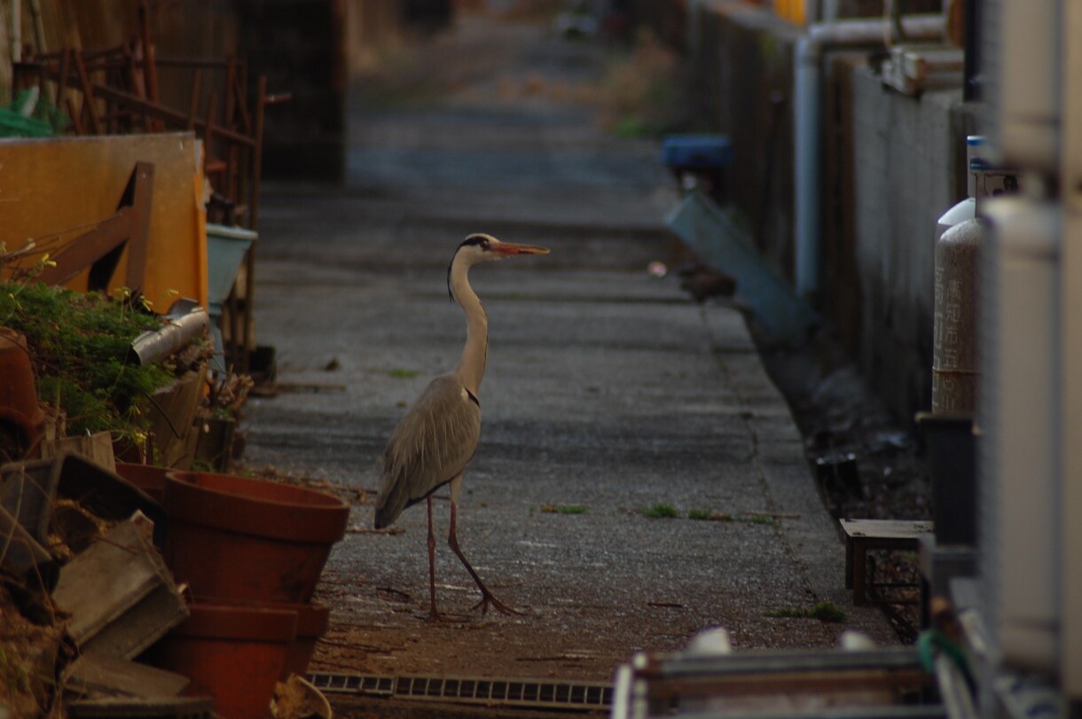 スナップ写真を提供します 地元でしか撮れない写真を提供します。 イメージ1