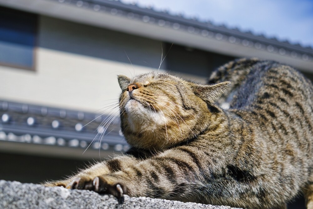 あなたの代わりにデジタル一眼レフで代行撮影をします フォトコンテストでグランプリの受賞経験あり。 イメージ2