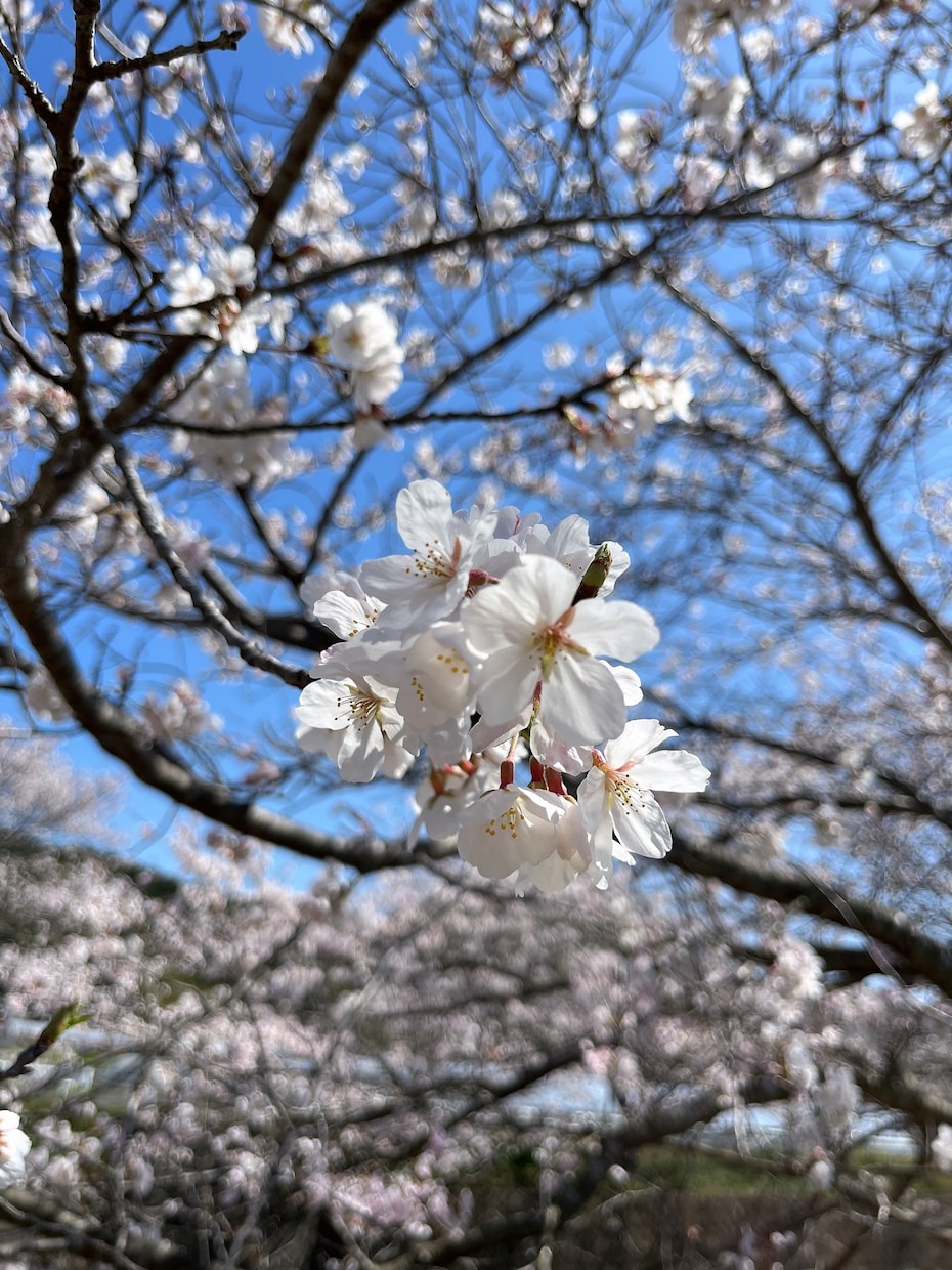 仕事復帰したい！でも不安。相談乗ります 仕事戻るのが怖い、仕事できるか不安、復帰までに体調を整えたい イメージ8