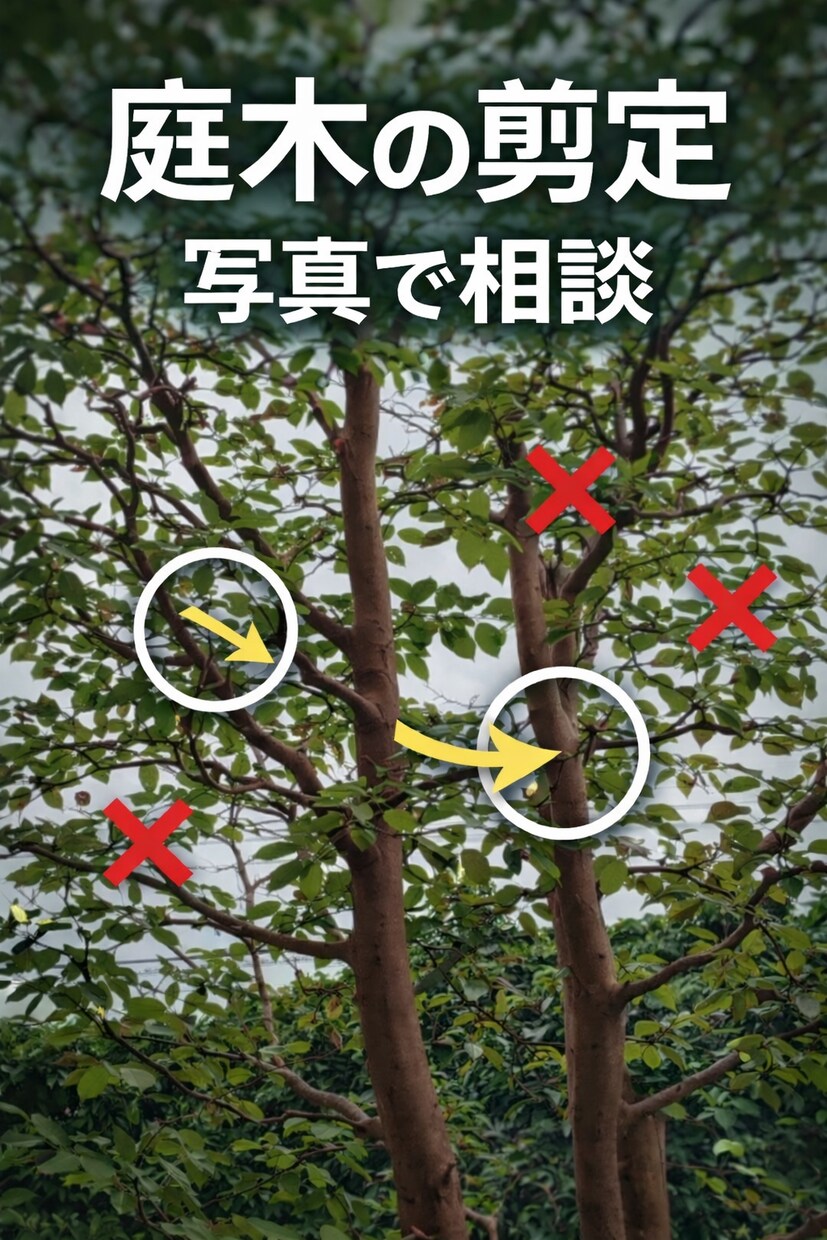 庭木の剪定、写真で相談できますます この木、切っていい？写真で解決 イメージ1