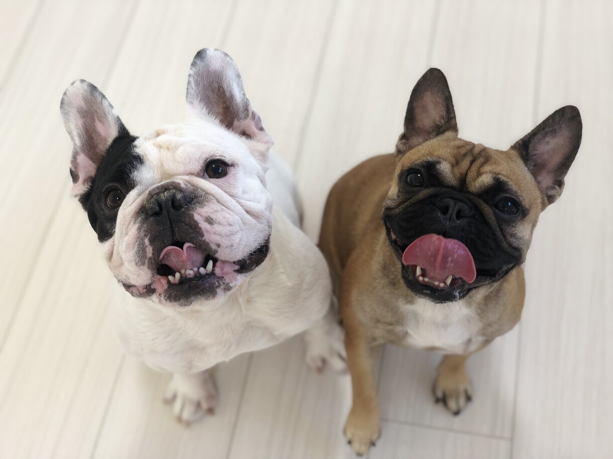 ドッグトレーナーが愛犬との向き合い方を教えます ワンちゃんについての悩みを解決しよう！ イメージ4