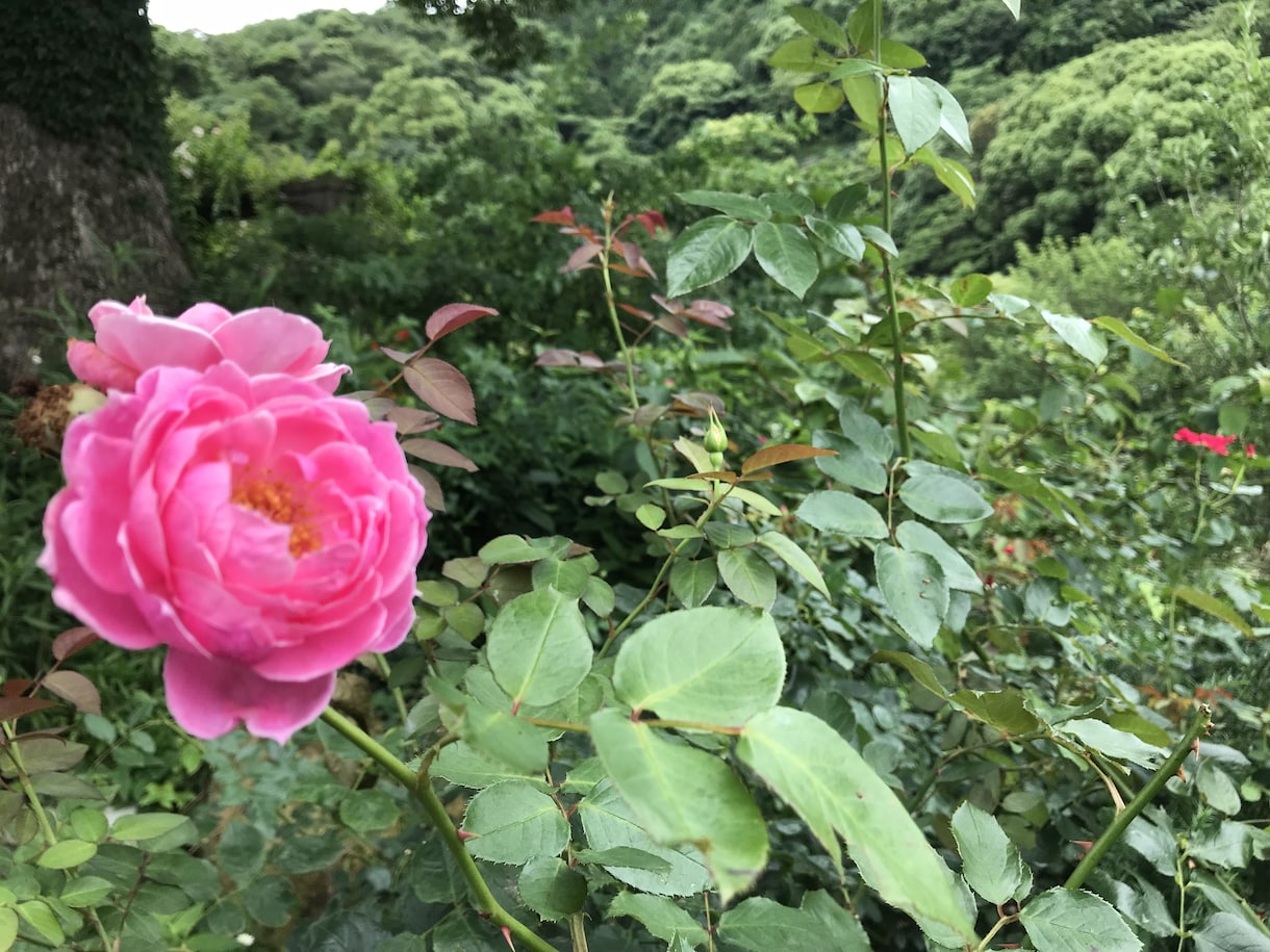 あなたの恋の話なんでもききます なんでも話して下さいね。男女共okです。 イメージ1