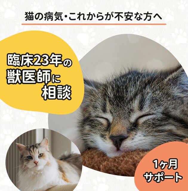 臨床23年獣医が愛猫の不安を1ヵ月サポートします あなたの愛猫のための自宅ケアのコツや心の整理まで支えます。 イメージ1