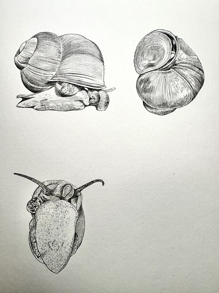 プロが世界に一枚のリアルなペット鉛筆画を描きます 昆虫・魚類・両生類・爬虫類・鳥類・哺乳類まで全対応します イメージ5