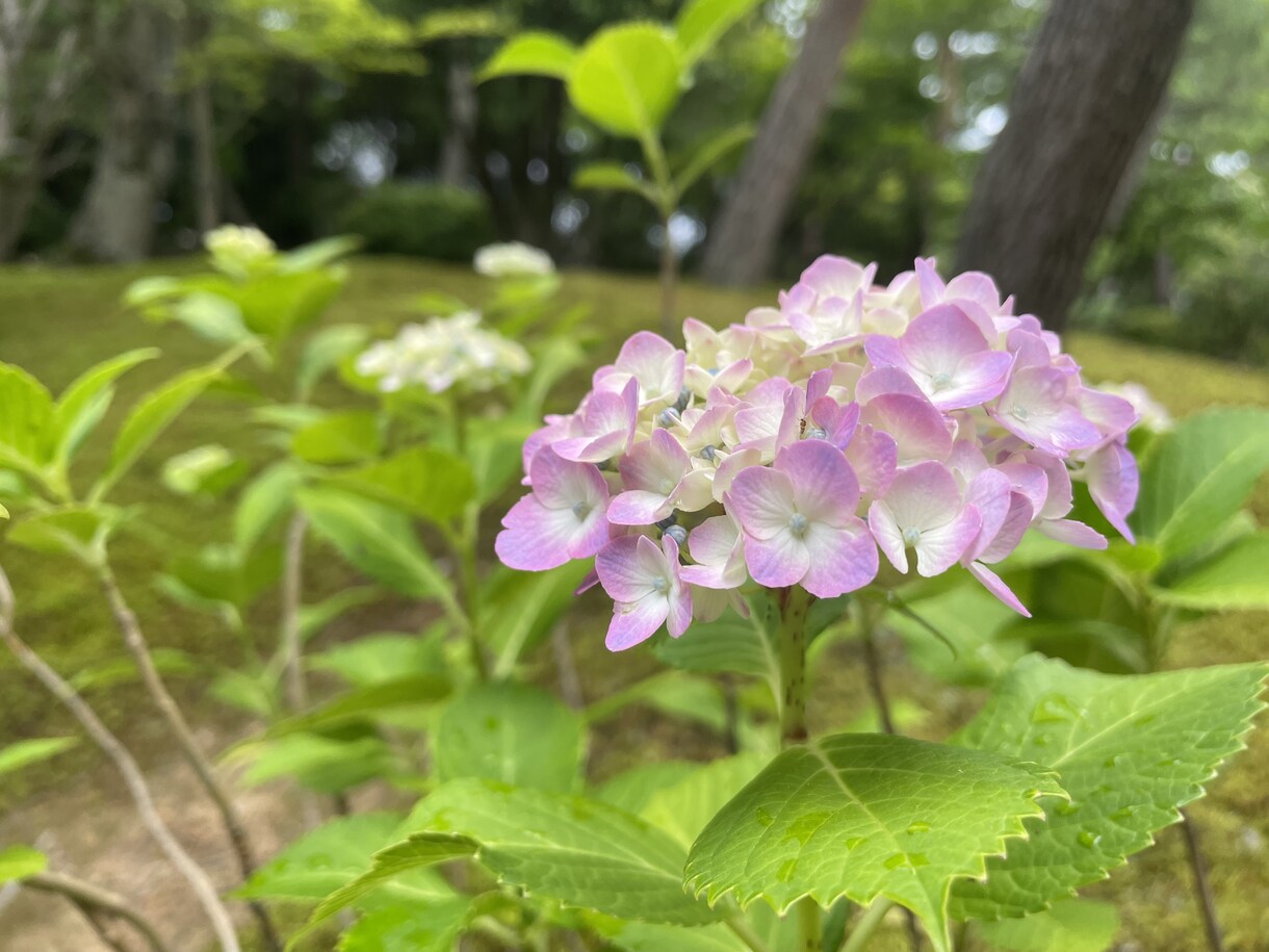 不安・不登校・愛着障害に寄り添います 不安障害/愛着障害/不登校/赤面症/発達障害/人間不信 イメージ3