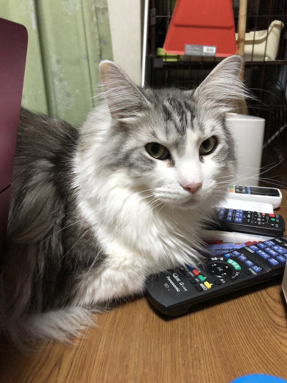 猫の飼い方から病気のトラブルまで、相談に乗ります 【元獣医師・現在11匹の猫を飼っています】 イメージ2