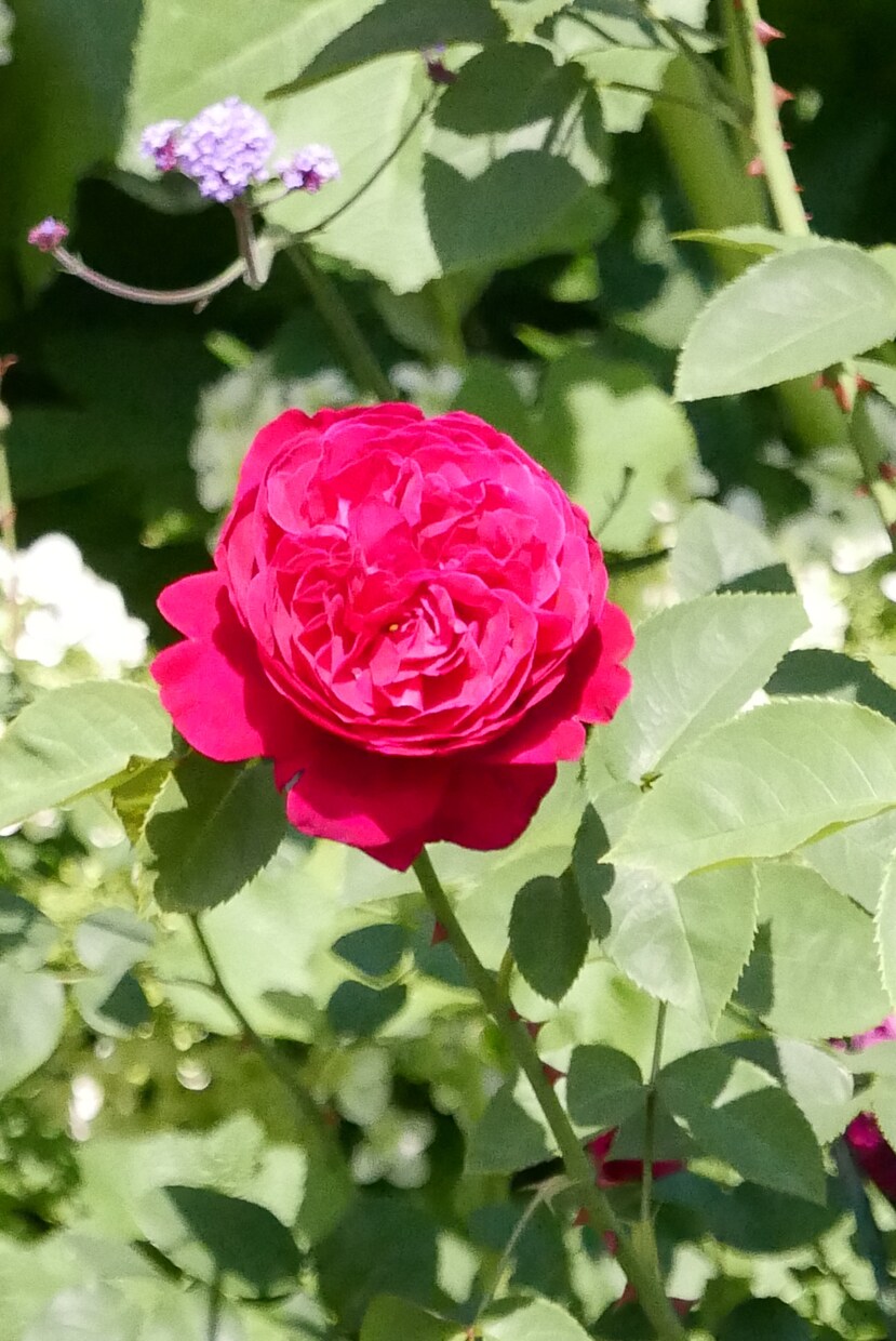 バラの写真を提供します 花の写真が必要な方必見！インテリアにオススメ！！ イメージ3