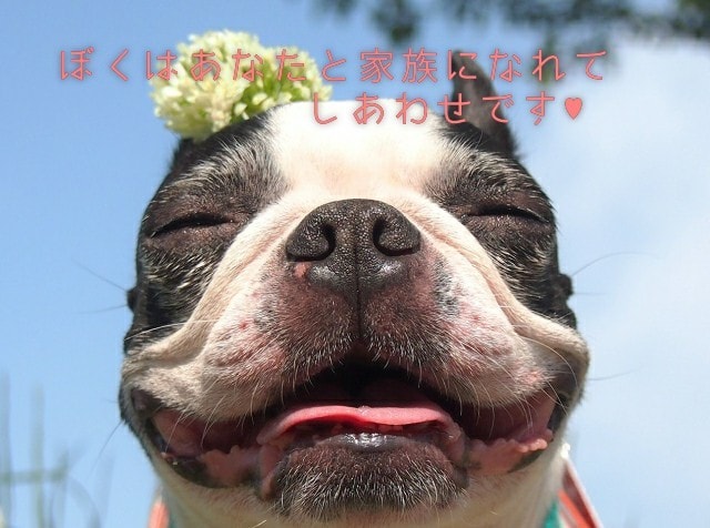 愛犬の「ちょっと困った」行動の相談にのります 現役11年のトリマーが犬の行動学に基づいて問題解決に導きます イメージ2