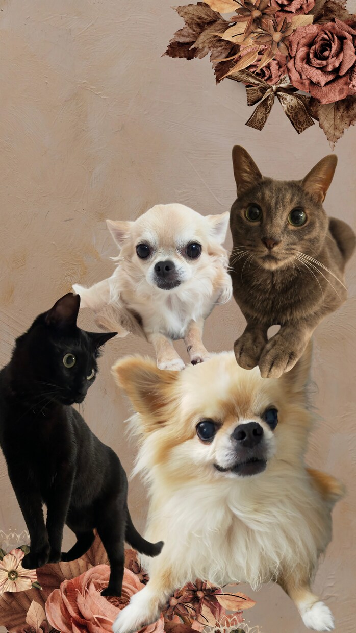 愛犬愛猫の写真でオリジナル壁紙をお作りします 世界にひとつ、愛するペットの特別デザイン壁紙 イメージ3