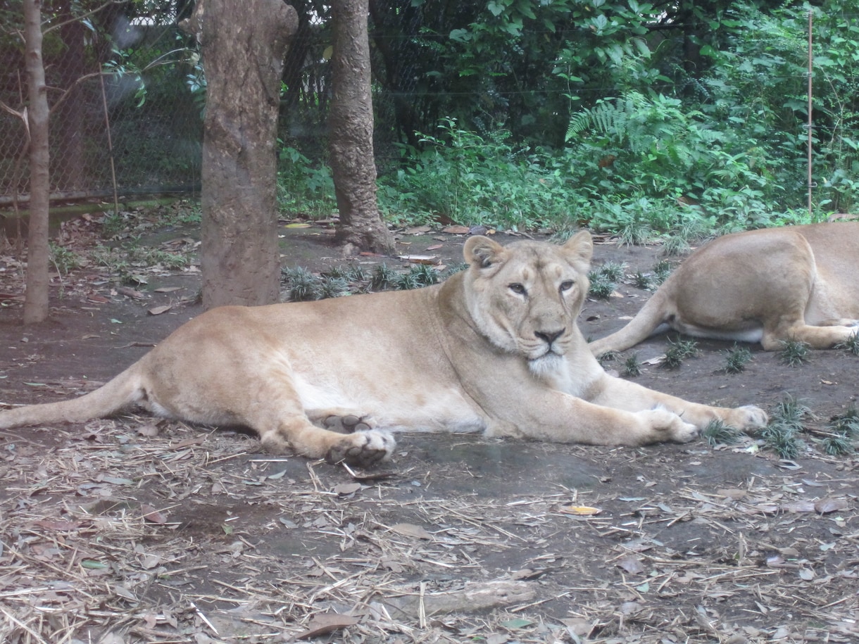 動物園の獣医師が動物に関する疑問質問にお答えします ネズミからゾウまで動物の飼い方・生態・病気の相談などなど イメージ5