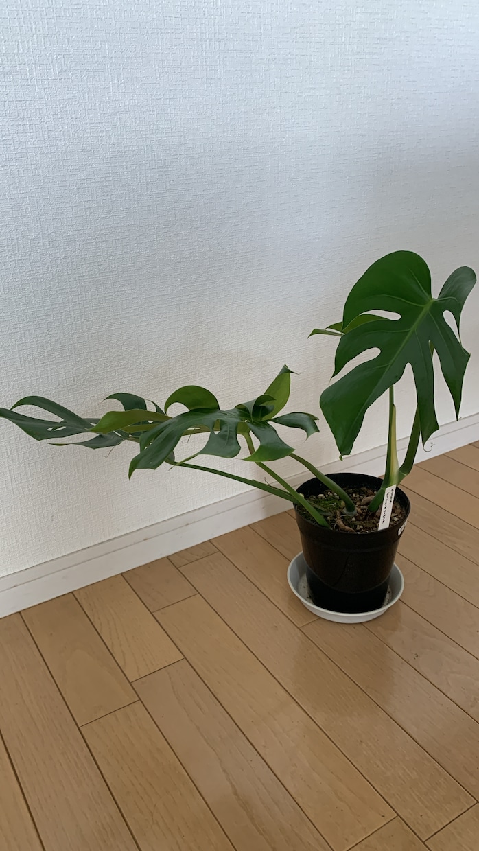 観葉植物の飼育方法などご相談聞きます 育て方がわからない方よく枯らしてしまう方など相談ください。 イメージ2