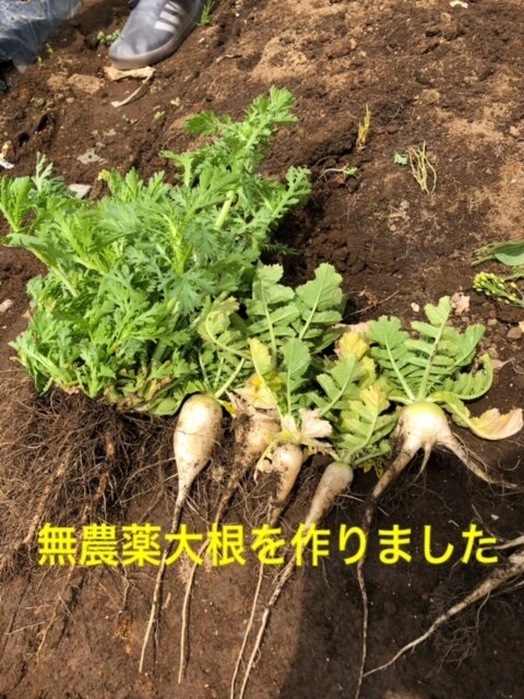 寂しい時、悲しい時、嬉しい時、なんでもお聴きします 話したい時はニコお母さんが待ってるよ イメージ3