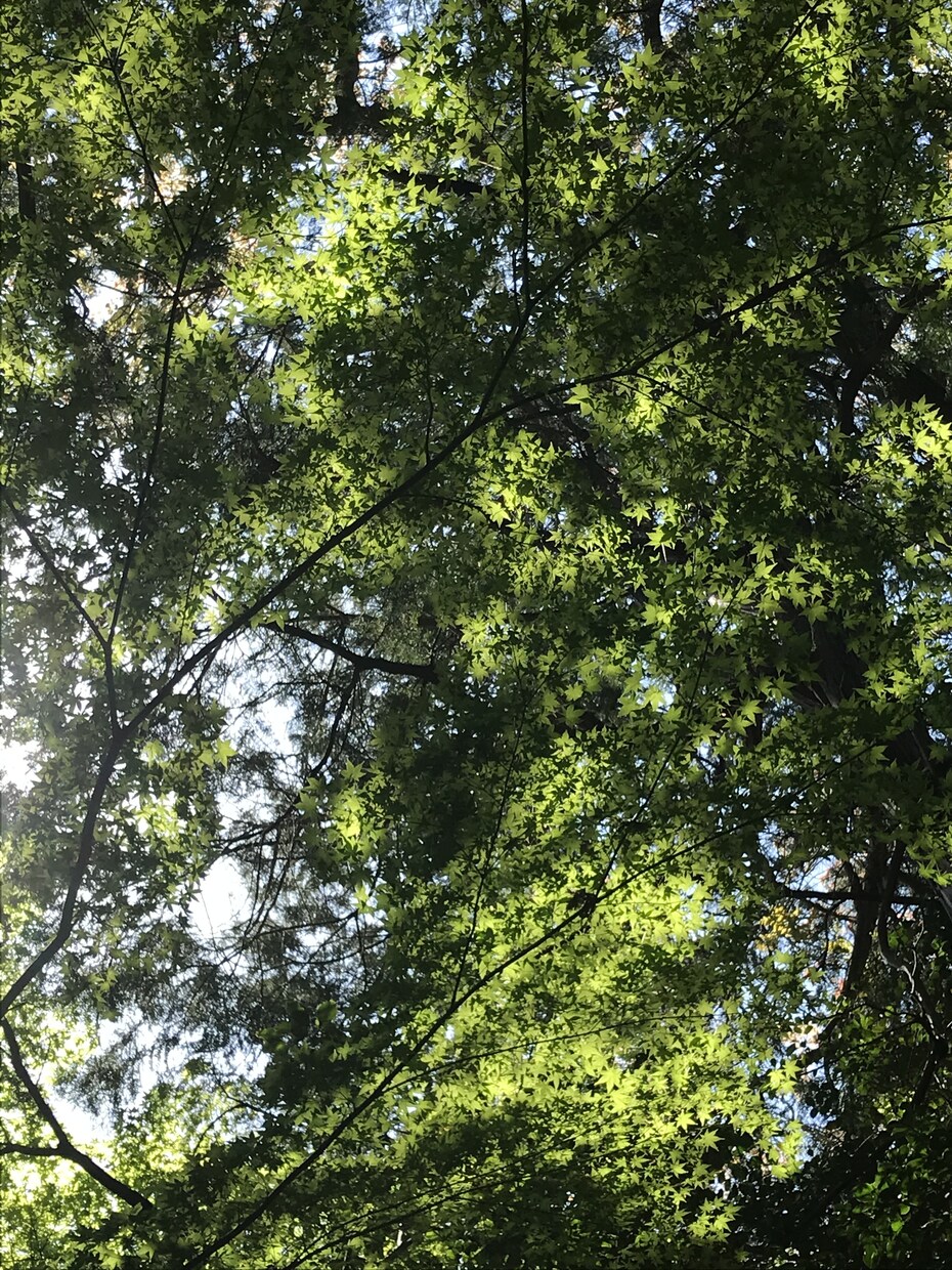 山口県とその周辺のスナップ写真を撮影します スマホで撮影した普通の写真が必要な方へ イメージ2