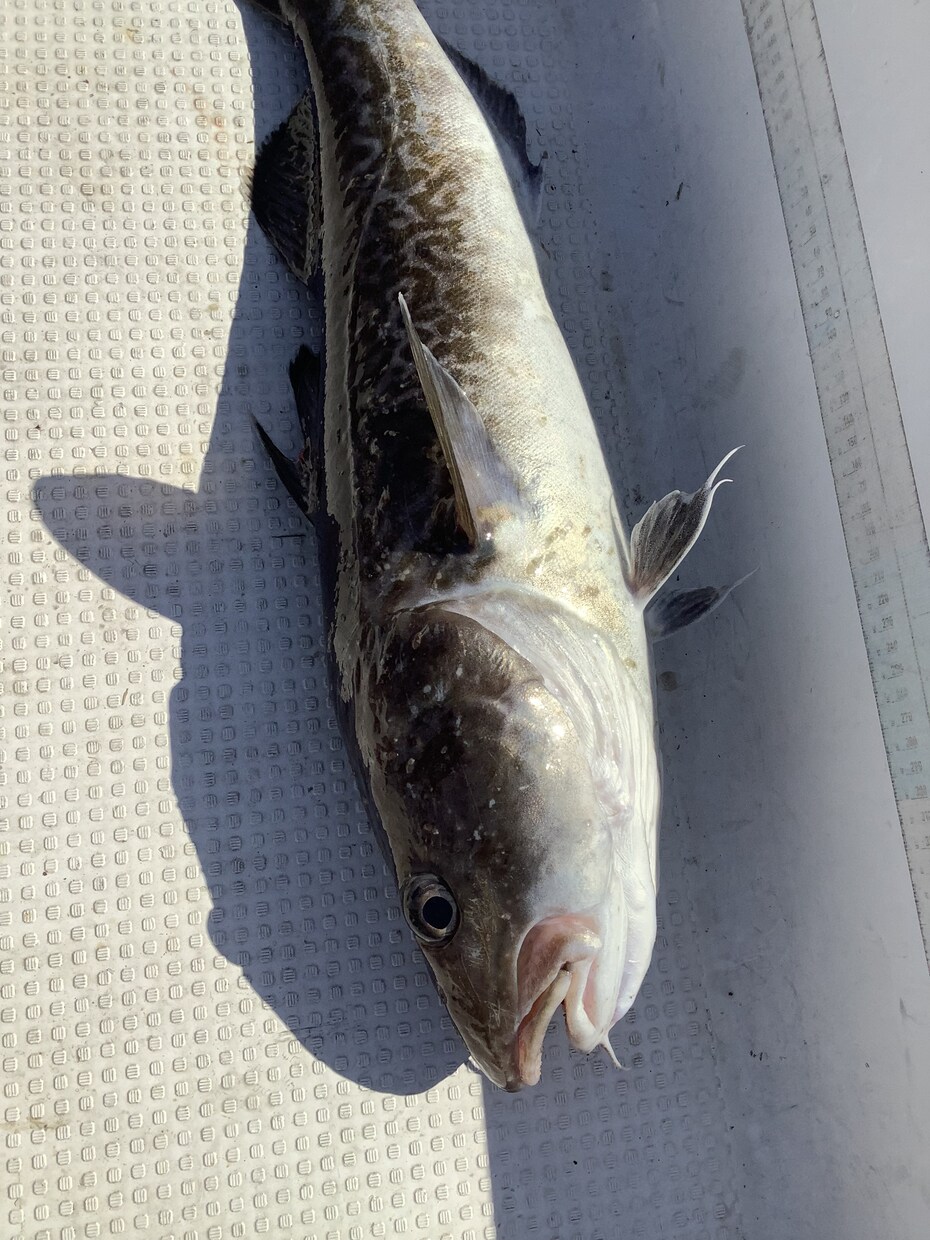 北海道の釣り楽しい話しします マグロからヤマメ迄の、釣り教えます。 イメージ4