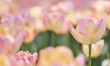 9月キャンペーン好きな人の気持ちハッキリ鑑定します 的確鑑定☆婚外・結婚・離婚・人間関係・仕事・相手の気持ち イメージ3
