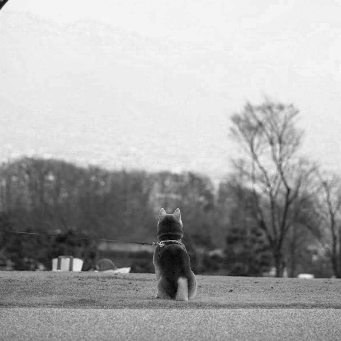 大切な家族（ペット）の想いをお伝えします 生死を問わず、ペットのメッセージをあなたへと届けます イメージ1