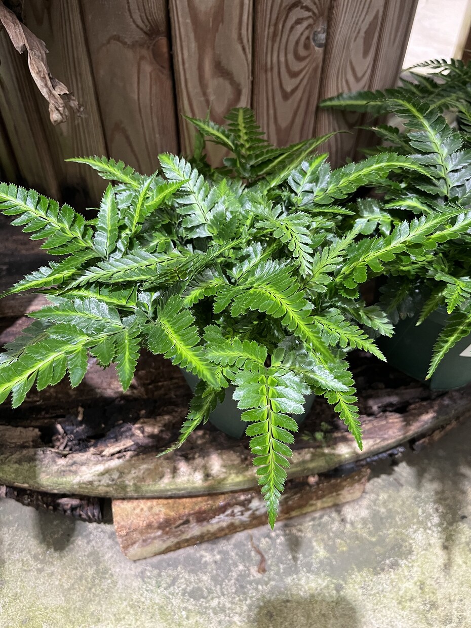 観葉植物の選び方賜ります 職場の環境に最適な観葉植物をインテリア性も合わせてチョイス! イメージ3