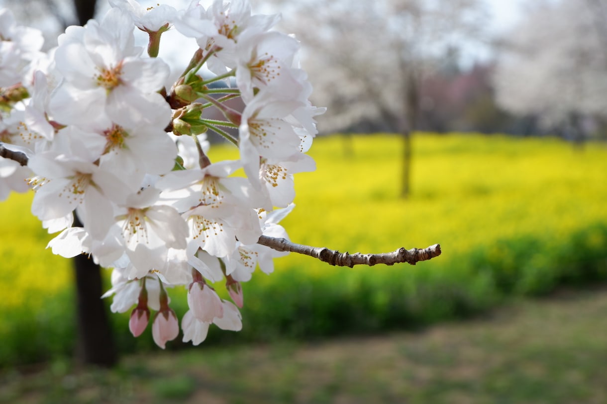 桜の写真提供します 趣味のカメラで撮った桜の写真を売ります イメージ1