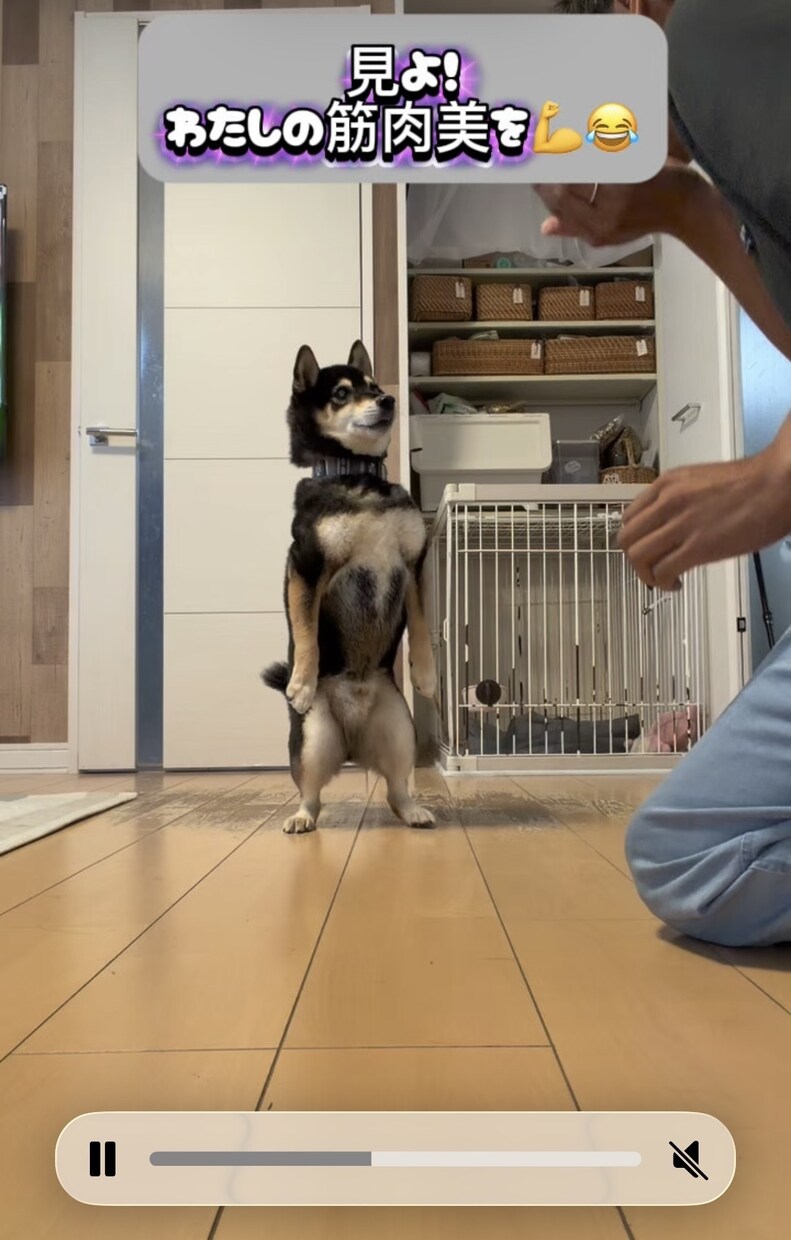 ペットのショート動画を編集します 犬や猫の動画をかわいく見やすく編集します イメージ3