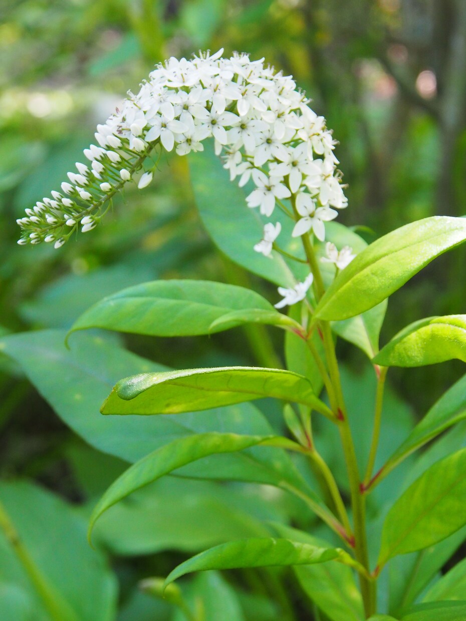 山野草の寄せ植え　コーディネートします ガーデニングで日本の植物の生態を楽しく学びましょう！ イメージ3