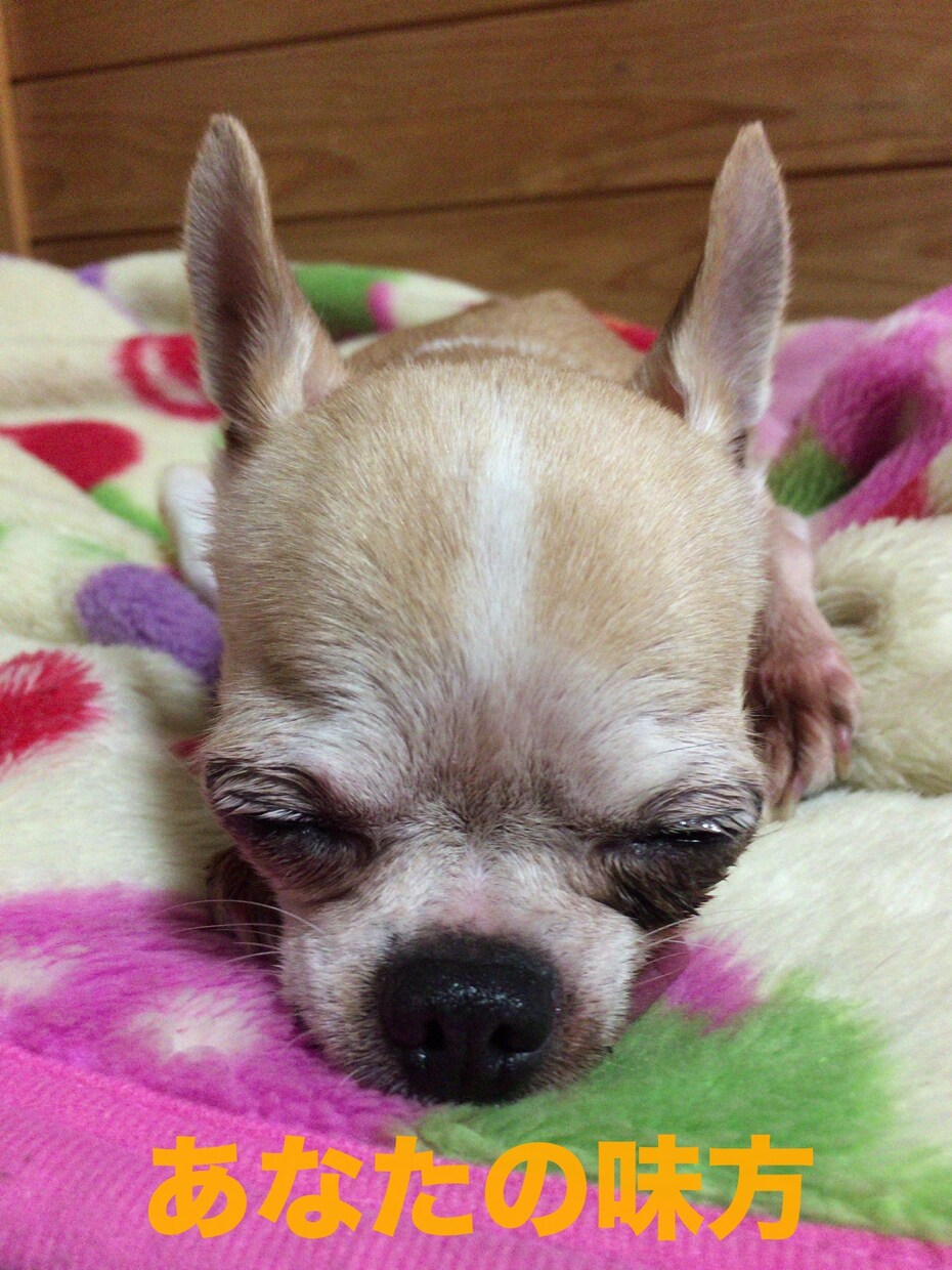 日頃のお悩み相談をお聴きします あなたの心を少しでも軽く、そして健やかに イメージ1