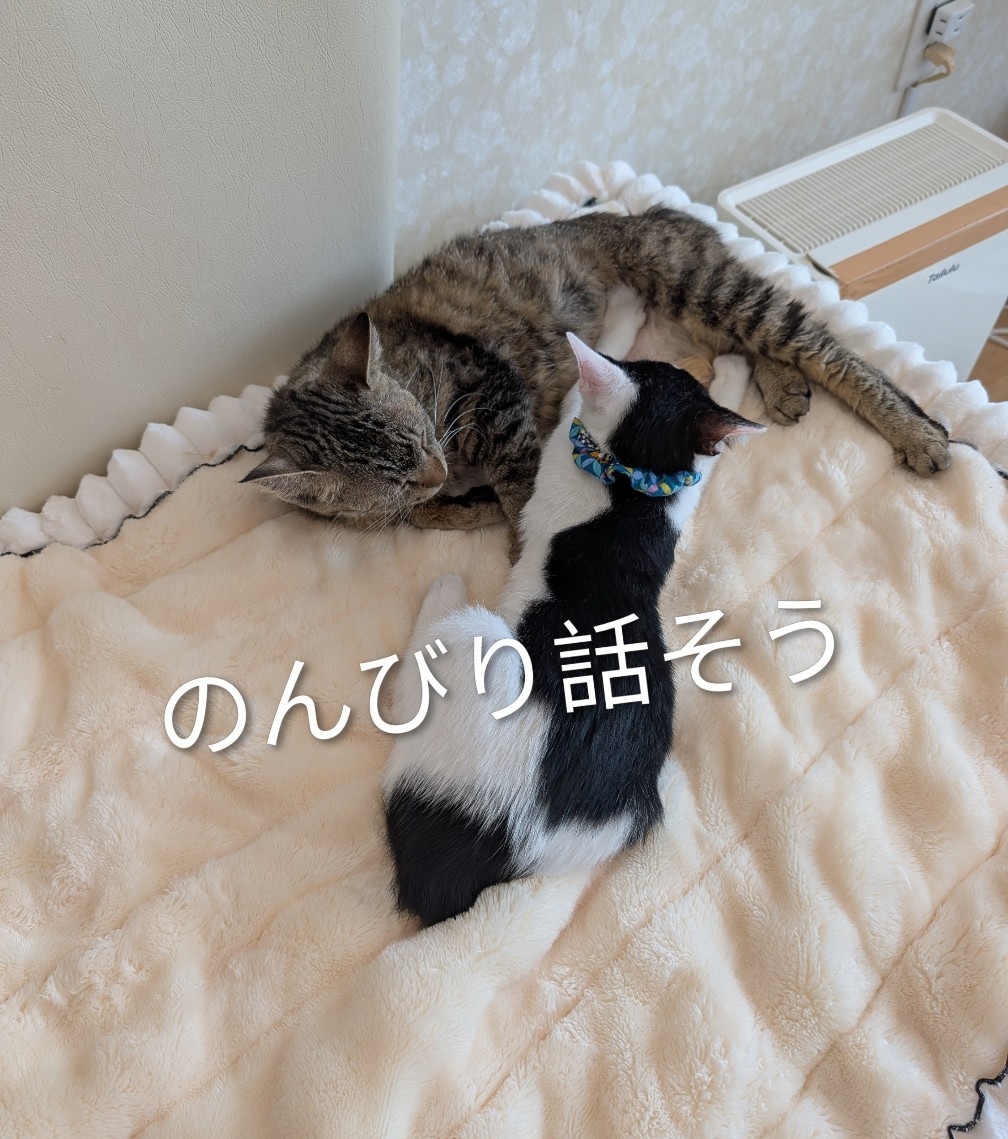 関西弁の私と飲み雑談❥好きな物飲みながら雑談します 好きな飲み物飲みながら電話雑談/関西弁で楽しくお話します♡♡ イメージ9