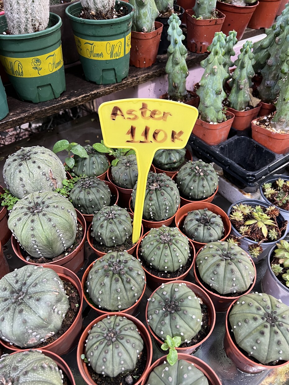 植物ディスプレイ・レイアウト1ヶ月サポート致します 実店舗勤務・海外買付経験を活かし“売れる植物空間”をご提案 イメージ3