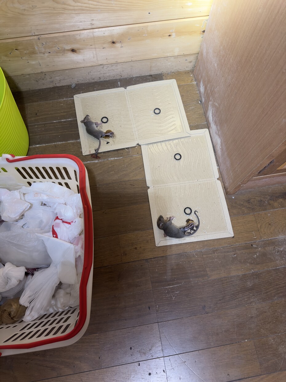害虫害獣駆除における毒餌トラップの仕方方法教えます 高額な金額を払わなくても、材料が有れば誰でも出来る！ イメージ5