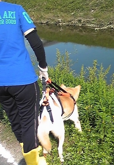 小型の老犬・障害犬の介護ハーネスを製作します 立ち上がり補助や歩行介助の初期から、終末期ケアまで使えます イメージ10