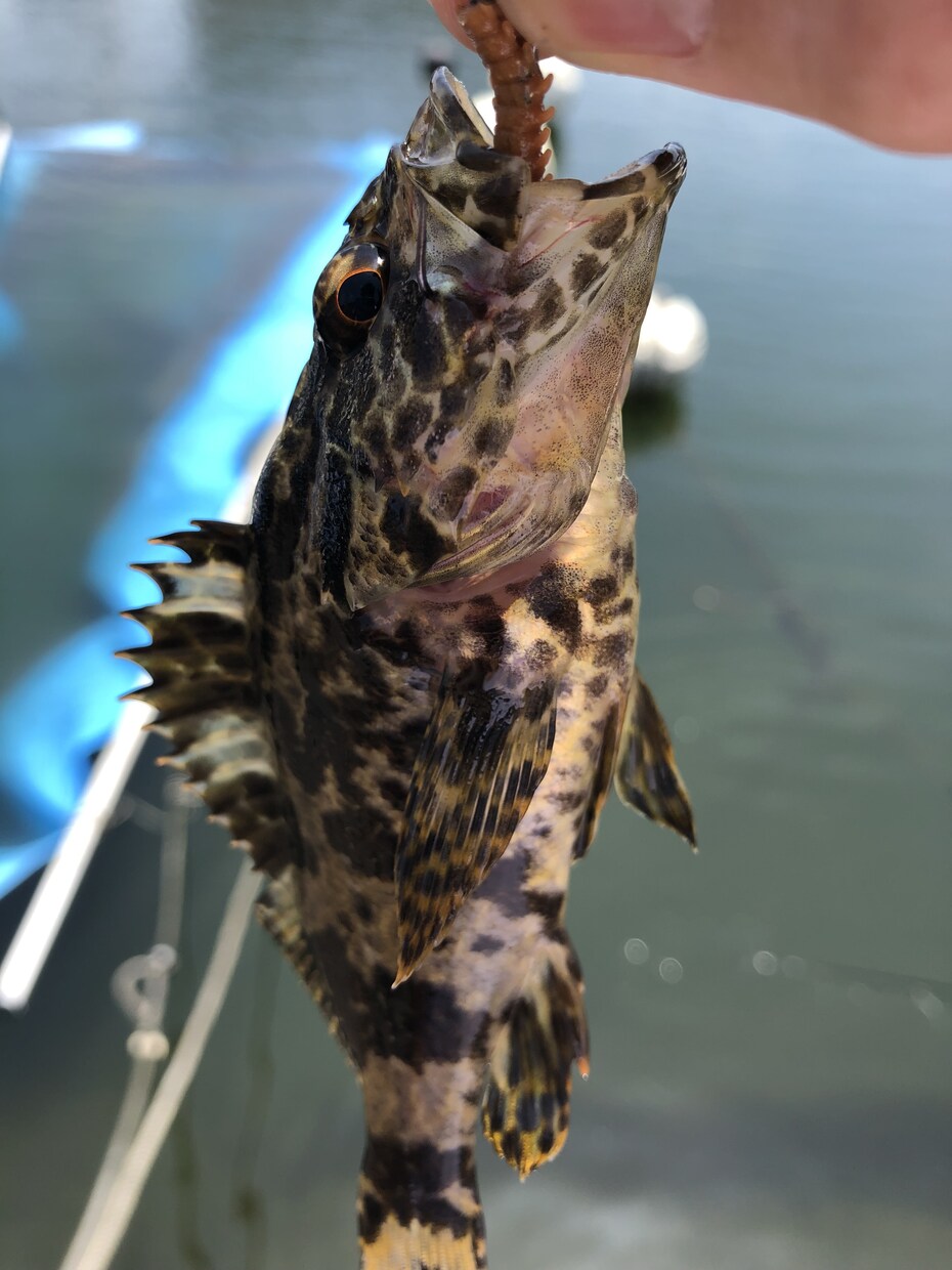釣りを始めたい方にコスパの良い釣具を教えます 最初の釣具選びは難しくて失敗しがちなので、一緒に選びましょう イメージ1