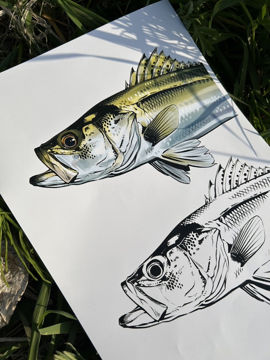 お魚のイラスト描きます 釣り好きの私が描きます！マニアックな種類も対応可能！ イメージ3